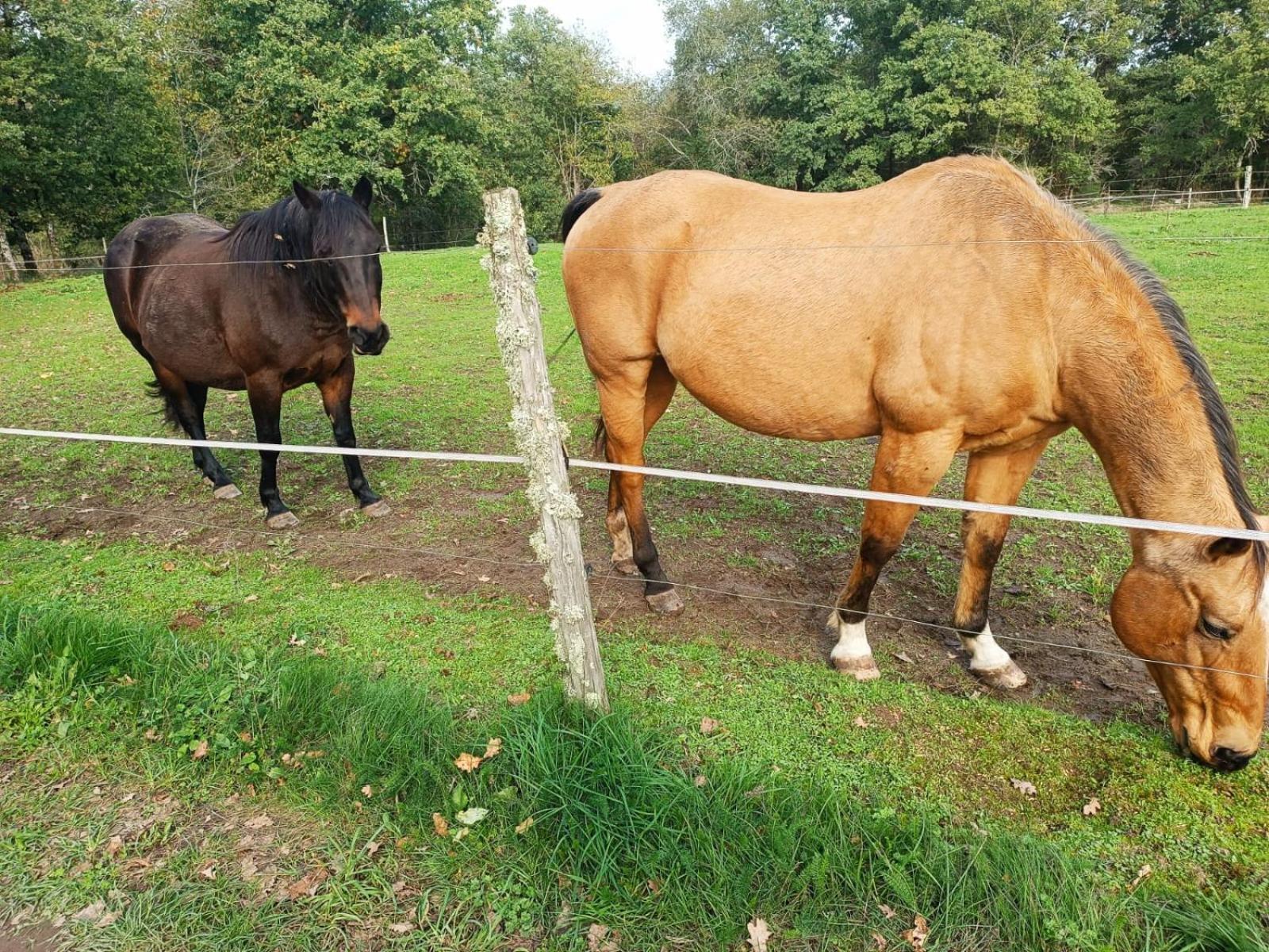 T3 Perigord Vert Cap nature Champniers-et-Reilhac Exterior foto